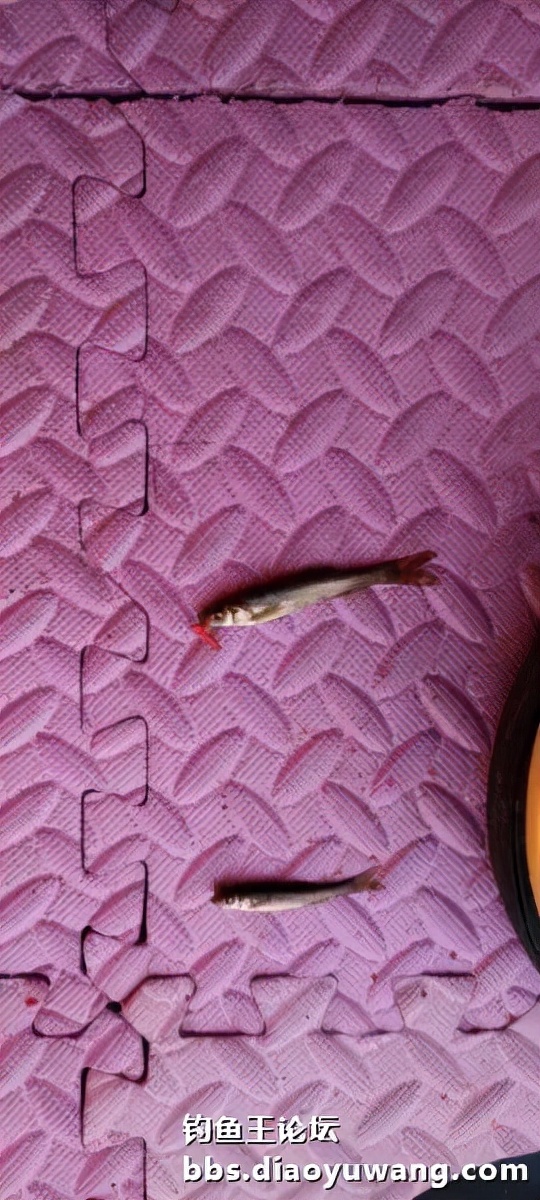 迴歸河山，收穫翻番