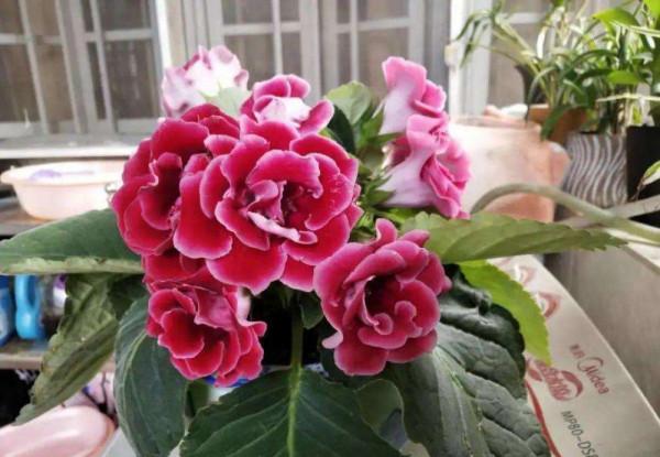 10種“喜陰花”，好養又漂亮，光線不好養一盆，北陽臺也能美美噠