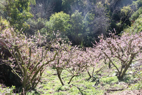絕美！蒙自萬畝桃花開~