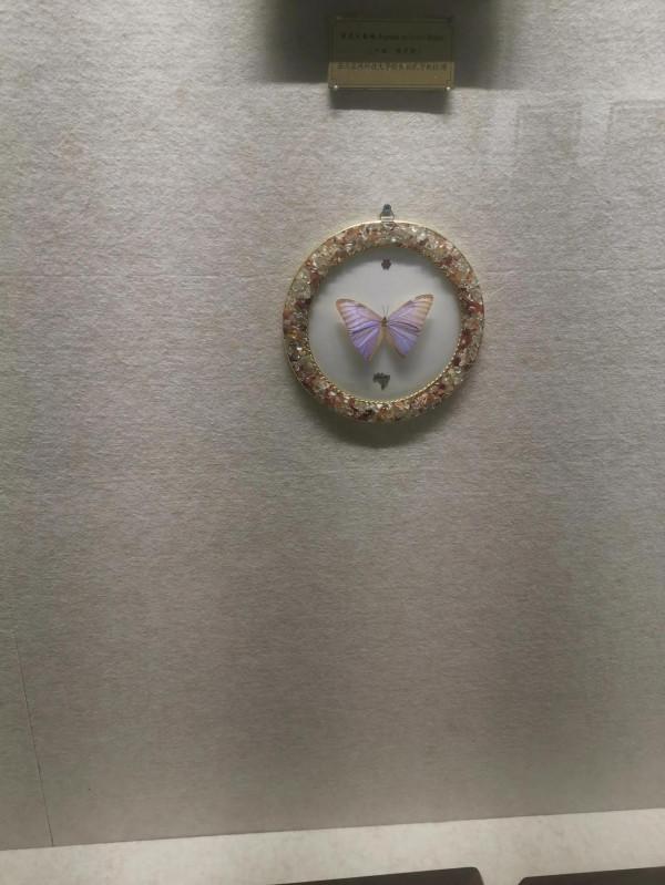 深秋的蝴蝶 深秋的蝴蝶