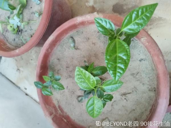 有1種果樹,盆栽地栽也爬藤,總有一款適合你 有1種果樹,盆栽地栽也爬藤,總有一款適合你