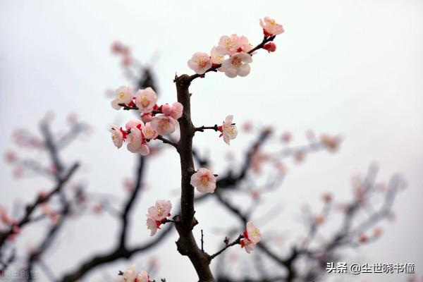 王安石的情商真的很高，面對流言蜚語置之不理，只是隨性寫詩言志