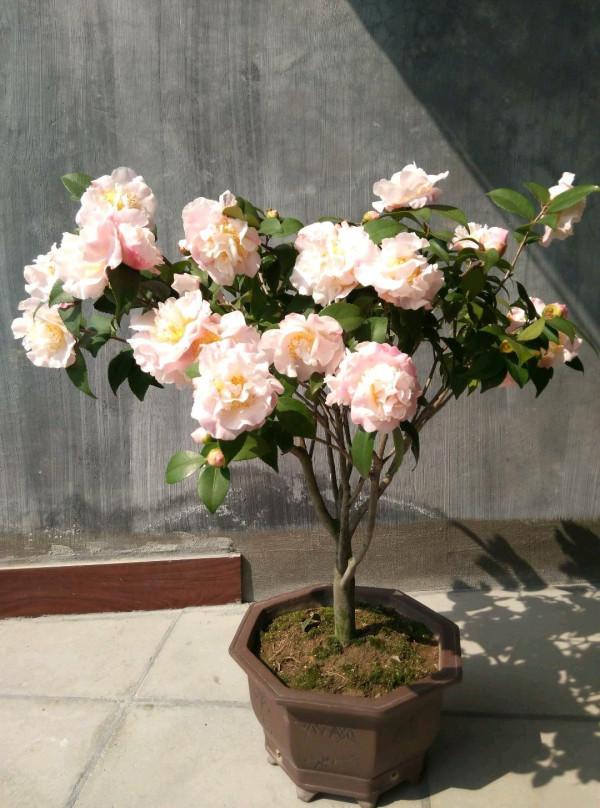 “壽命長”的11種花，好養寓意好，越養越值錢