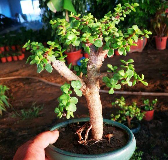 養金枝玉葉,做到“3多1少”,能快速養成老樁,價值高 養金枝玉葉,做到“3多1少”,能快速養成老樁,價值高