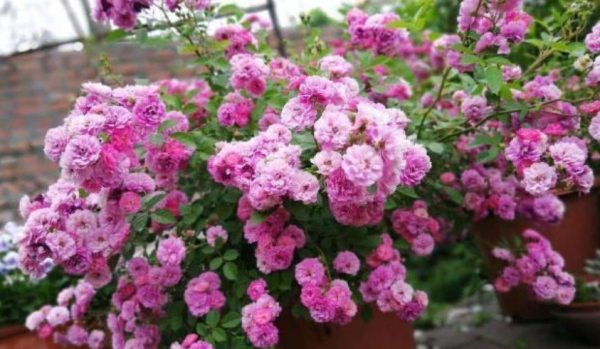 現在各種專用肥層出不窮,新手養花別盲目買,沒啥意思 現在各種專用肥層出不窮,新手養花別盲目買,沒啥意思