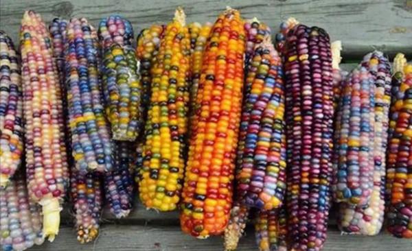 34張罕見的照片,老虎被訓得動都不敢動,小狗指揮主人倒車 34張罕見的照片,老虎被訓得動都不敢動,小狗指揮主人倒車