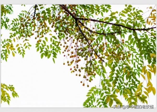 每天學習一味中藥——苦楝皮 每天學習一味中藥——苦楝皮