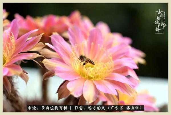 我若盛開，蝴蝶愛來不來