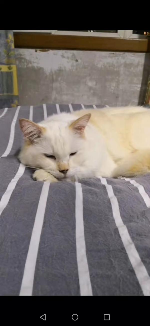 兩個貓星人的愛恨情仇