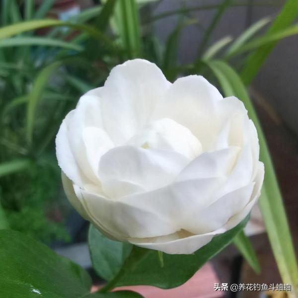 適合新手的茉莉花,滿足三個習性,蹭蹭冒芽,一整年都能開花 適合新手的茉莉花,滿足三個習性,蹭蹭冒芽,一整年都能開花