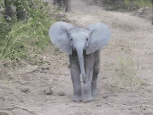 難得一見！40個另類的小象寶寶