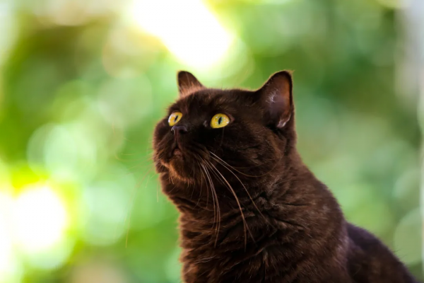 建設藍星,喵來幫忙 建設藍星,喵來幫忙