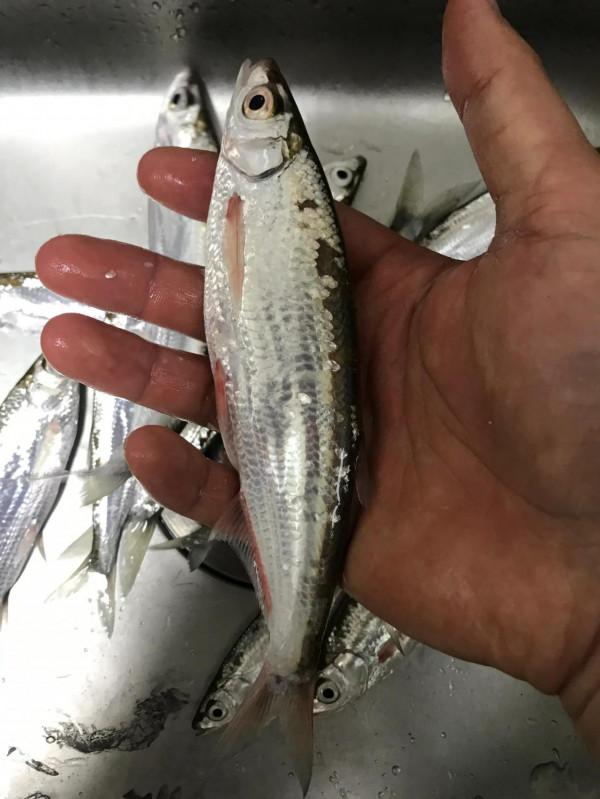 夜釣邕江藍刀魚 夜釣邕江藍刀魚