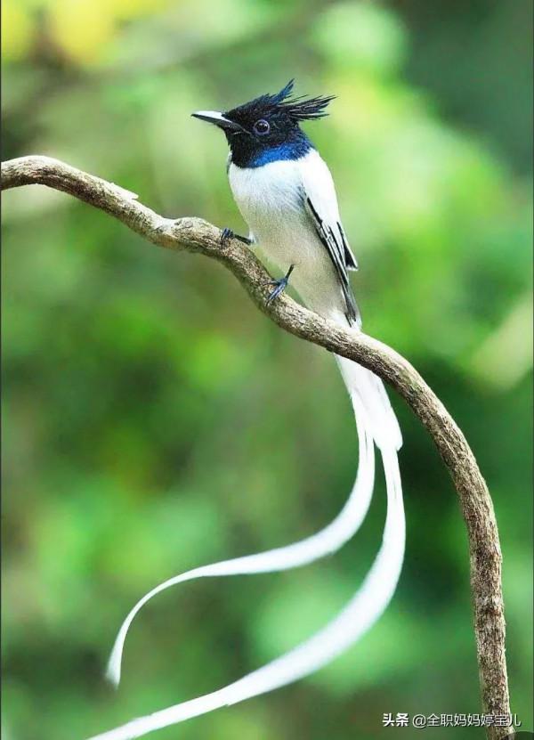 分享——超美壽帶鳥