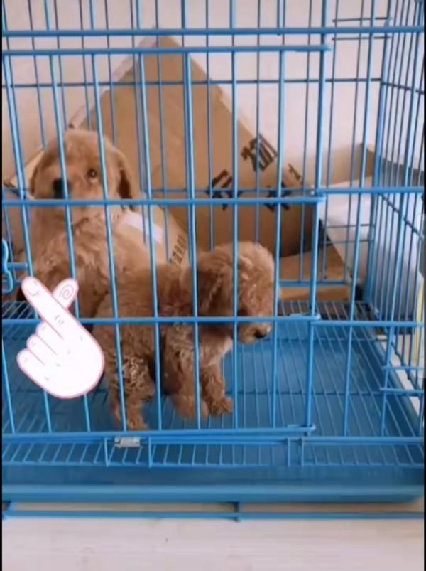 “我”終究逃不過被售賣的命運 “我”終究逃不過被售賣的命運