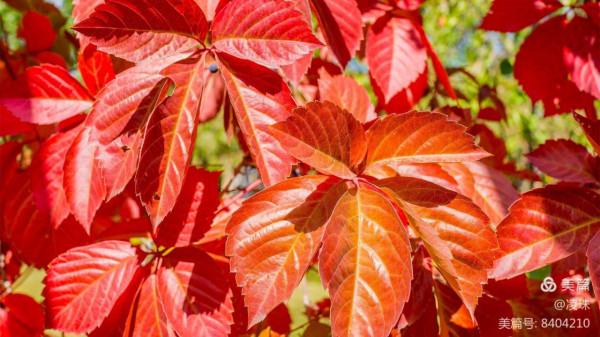 平朔公園的爬山虎