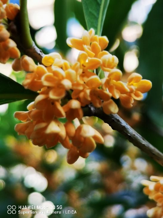 “院中有五樹，子孫一直富”，5種樹養在家裡有好兆頭