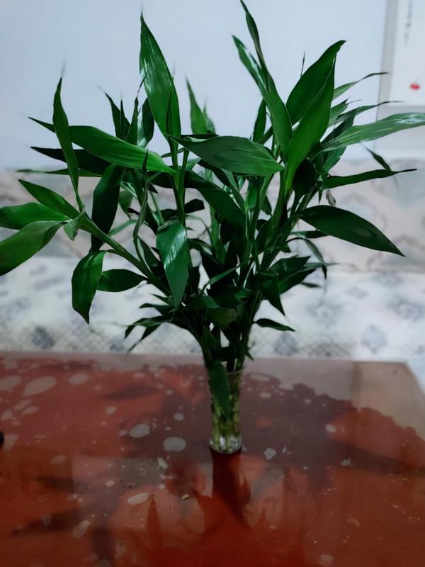 5種“黑暗花”，不用曬太陽也能養好它，養在室內就能觀賞不香嗎