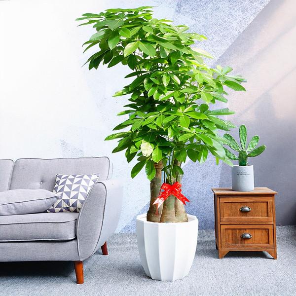 喜歡“小盆”的12種花，幹養多曬，擠著養，枝葉翠綠花大如碗