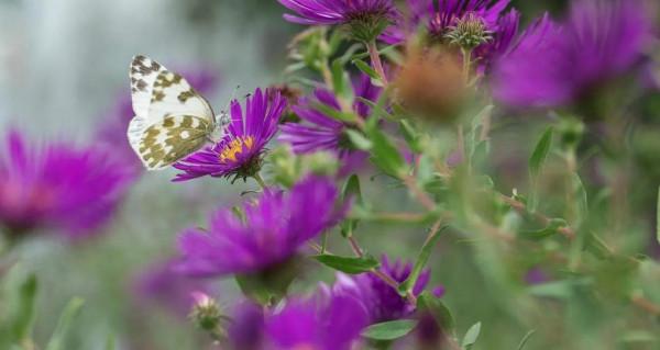 養花就是養心，愛養花的人心態是靜，心情是美好，也可稱是高大尚