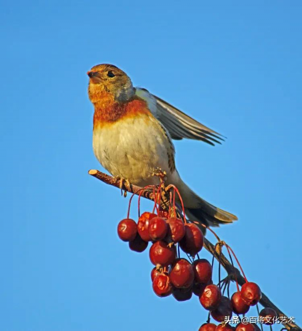 2022第一拍「百將文化」吃海棠果的燕雀