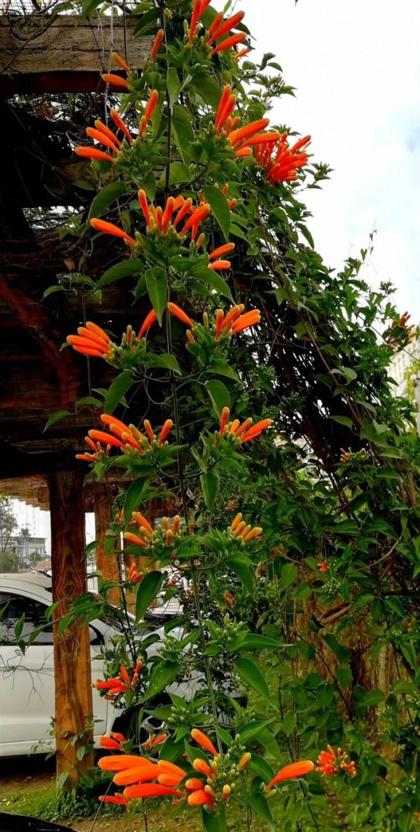 北海散記之花卉篇（下）