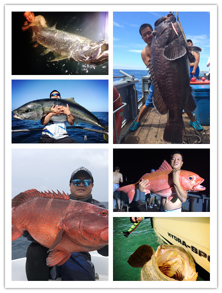 我知道食人魚沒那麼可怕，但不知道它們居然能慫到這個地步