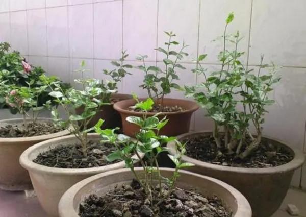 茉莉冬天怎麼養？做好4件事，來年花枝長得多