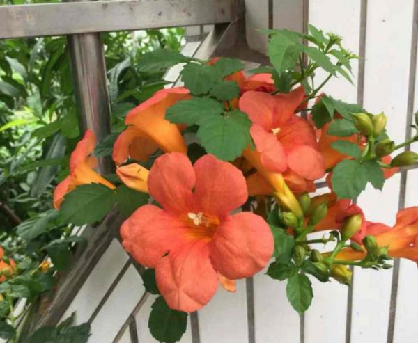 院子裡養棵凌霄花，嗖嗖爬上牆，滿枝條都是花