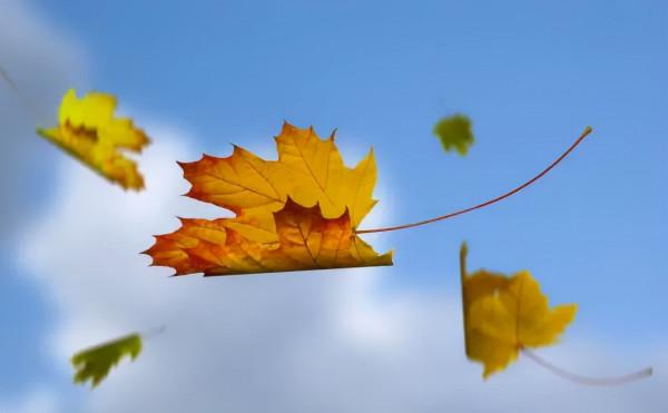 聊一下中醫四燥,秋燥來襲,咽乾咳嗽,常備兩碗湯 聊一下中醫四燥,秋燥來襲,咽乾咳嗽,常備兩碗湯