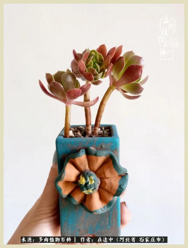 落葉知秋,願你安好 落葉知秋,願你安好