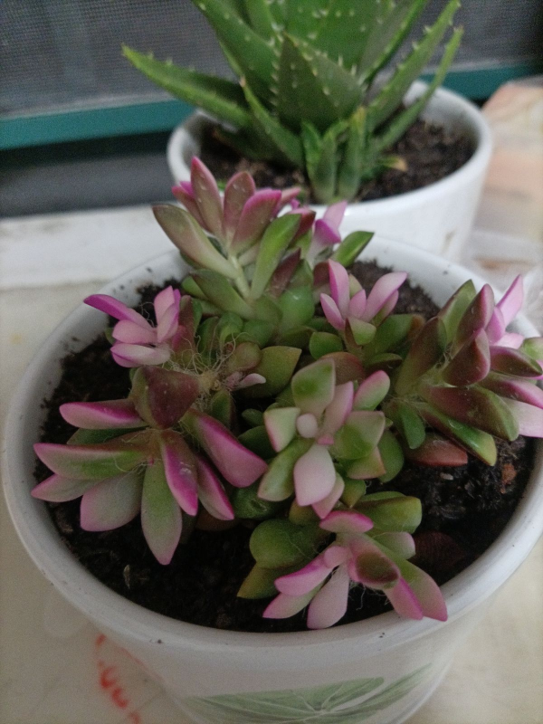 鄰居家的多肉顏色紅得像火,特意去討教,2招便可掌握上色技巧 鄰居家的多肉顏色紅得像火,特意去討教,2招便可掌握上色技巧