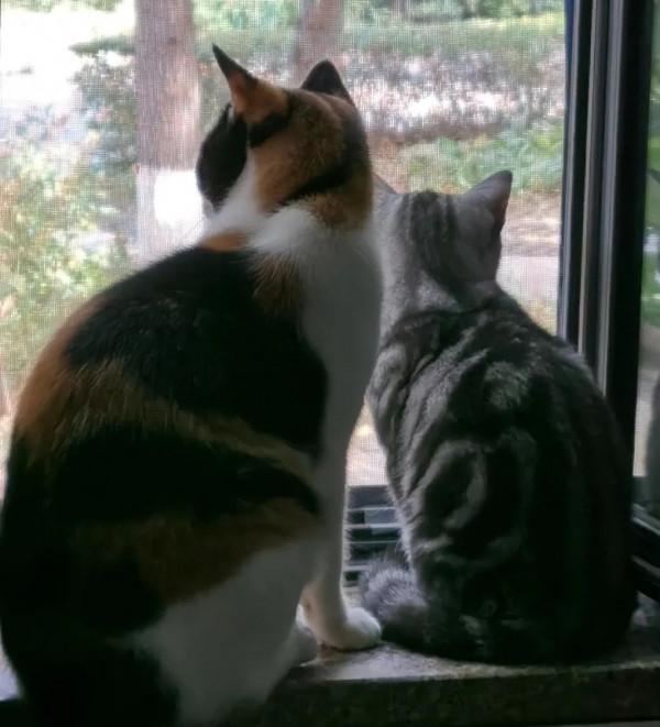 好惶惑,好多人問為啥把四喜送人,為啥送人的是四喜不是三花? 好惶惑,好多人問為啥把四喜送人,為啥送人的是四喜不是三花?