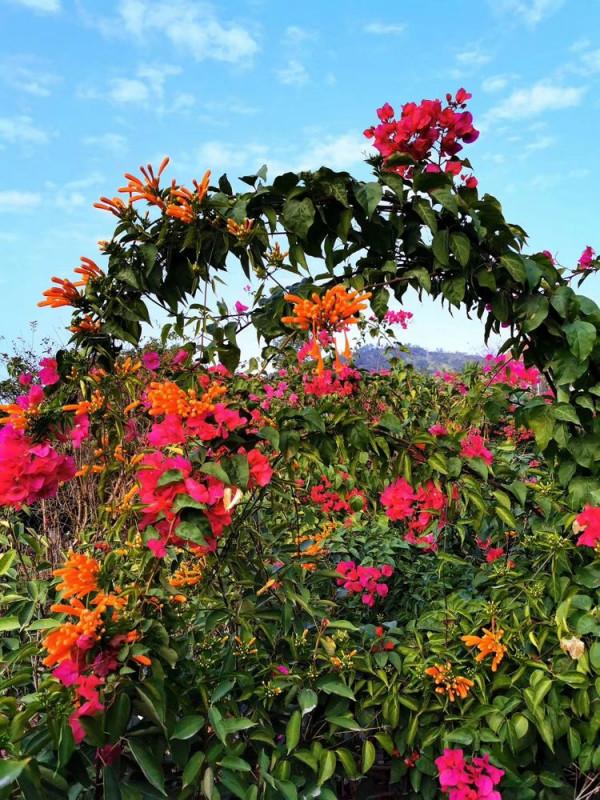 北海散記之花卉篇（下）