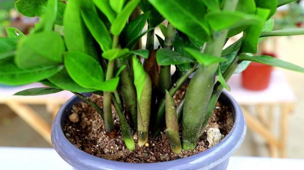 11種“富貴花”，適合養在客廳，好看又好養，養人又吉祥