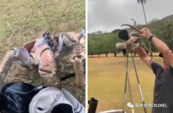 正在打高爾夫的澳洲大爺發現巨蟹正在順走自己的球杆