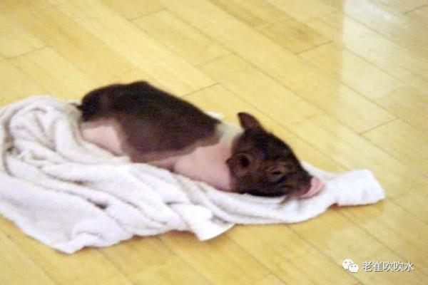 我養過一頭豬……300斤那種