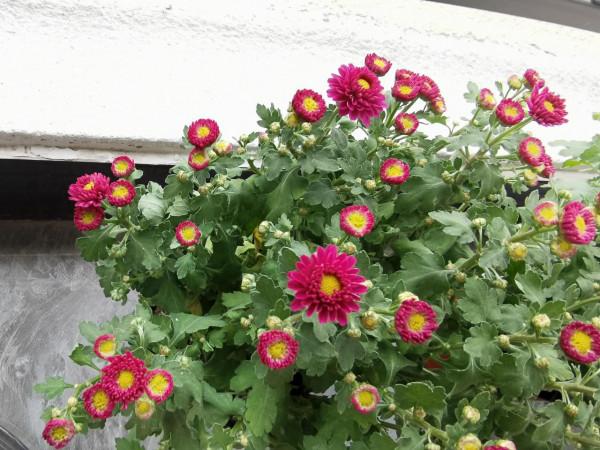 陽臺植物生長日記_第6天