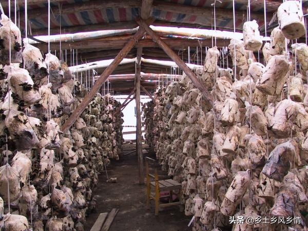 木耳種植，用代料栽培，節省了木材資源，產量高質量好