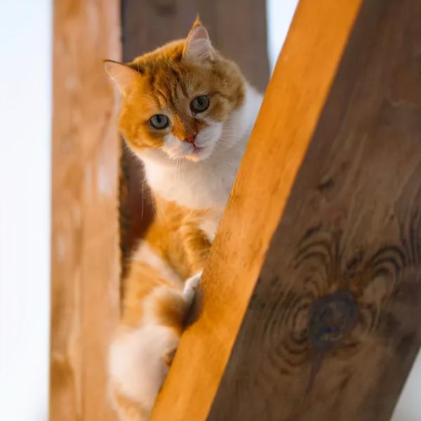 俄羅斯的胖橘，從流浪到人生贏家~逆襲喵生開始