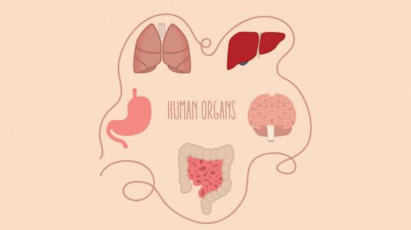 死菌為何還有健康益處?詳解後生元5大作用機制 死菌為何還有健康益處?詳解後生元5大作用機制