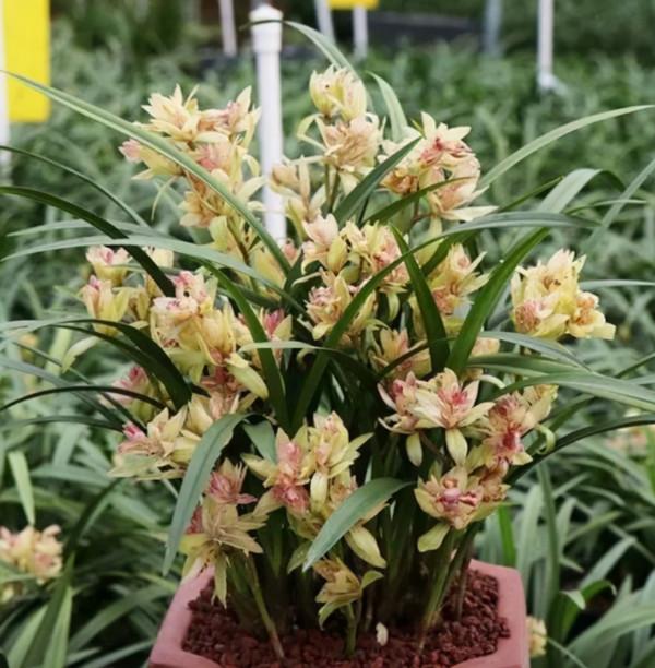 若是發現盆土長出4種“小東西”,建議斷水、換盆,防止根系腐爛 若是發現盆土長出4種“小東西”,建議斷水、換盆,防止根系腐爛