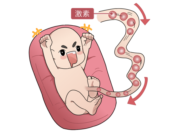 “胎盤”產業鏈曝光,價格不菲!食用人類胎盤,養生還是作死? “胎盤”產業鏈曝光,價格不菲!食用人類胎盤,養生還是作死?