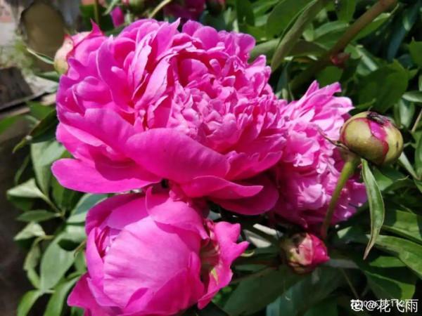 適合秋天養的12種花,耐陰又耐寒,秋冬長得更精神 適合秋天養的12種花,耐陰又耐寒,秋冬長得更精神