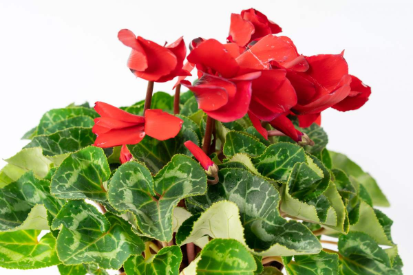 秋天常見的60種花，最全花卉圖譜，收藏起來慢慢看