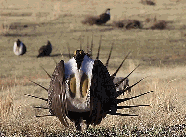 分享——稀奇古怪的鳥
