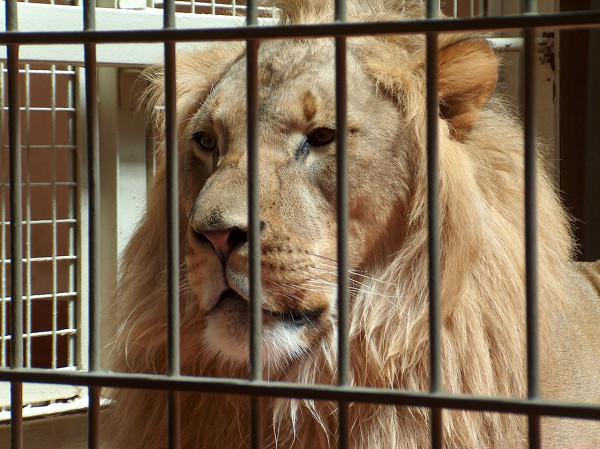 麻醉虎豹等大貓需要注意什麼？專家：要矇眼睛，它們愛記仇