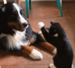 為什麼越來越少人養奶牛貓？網友：這幾點太可怕了