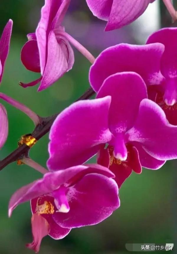 奇形怪狀的漂亮蘭花