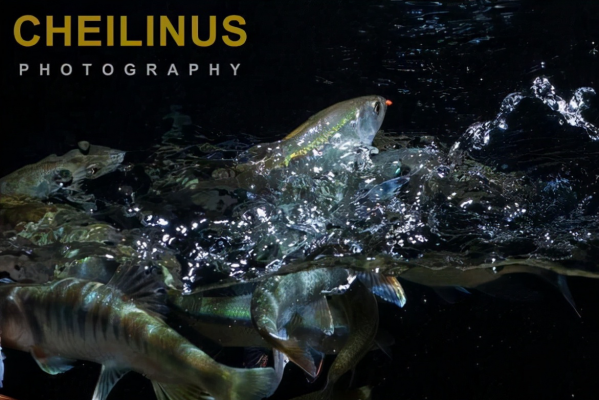 寬鰭鱲和長鰭鱲,可能是中國最美的野生觀賞魚了,名字真是不好讀 寬鰭鱲和長鰭鱲,可能是中國最美的野生觀賞魚了,名字真是不好讀